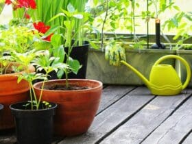 Jardinage en pot