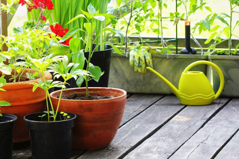 Jardinage en pot