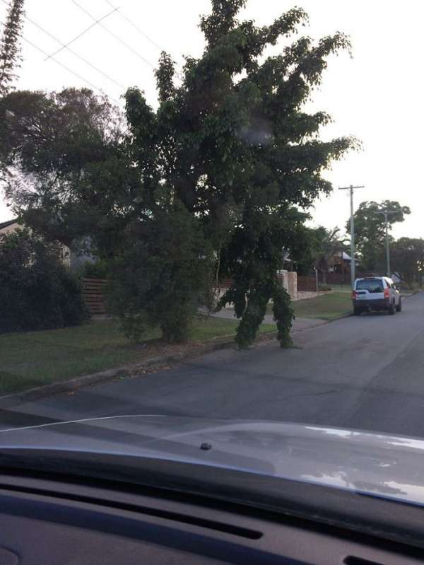 Un arbre qui va faire une promenade