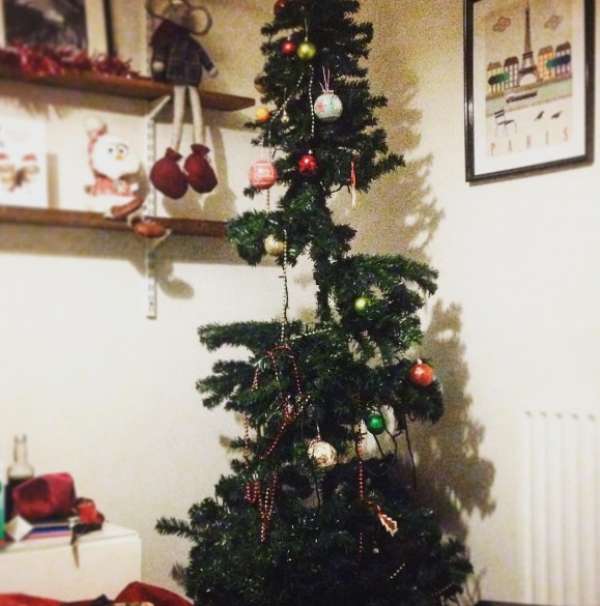 Le chat c'est bien occupé de ce sapin