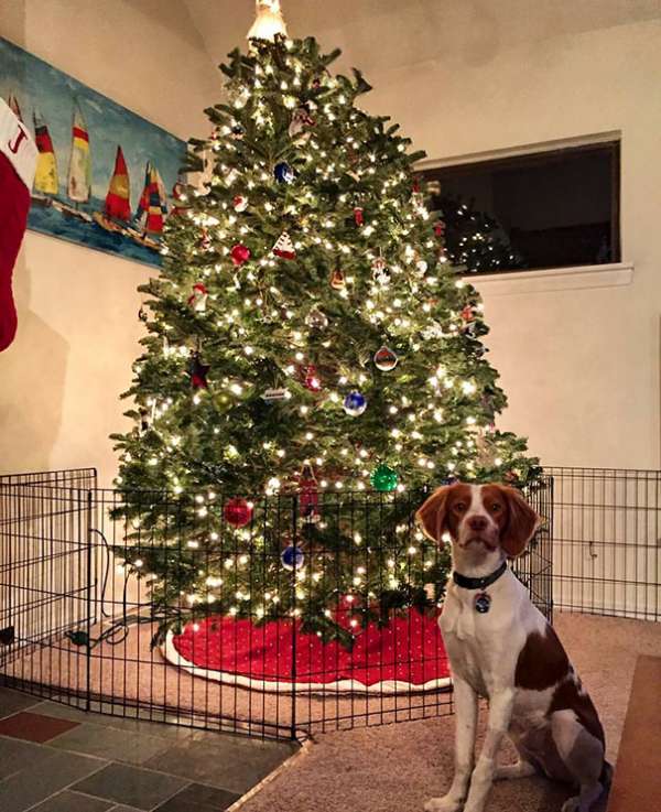 Le meilleur ami de l'homme peut être, mais pas celui du sapin de Noël