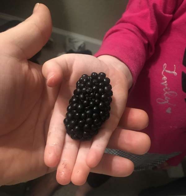 Ma fille a trouvé la plus grosse mûre que j'ai jamais vu