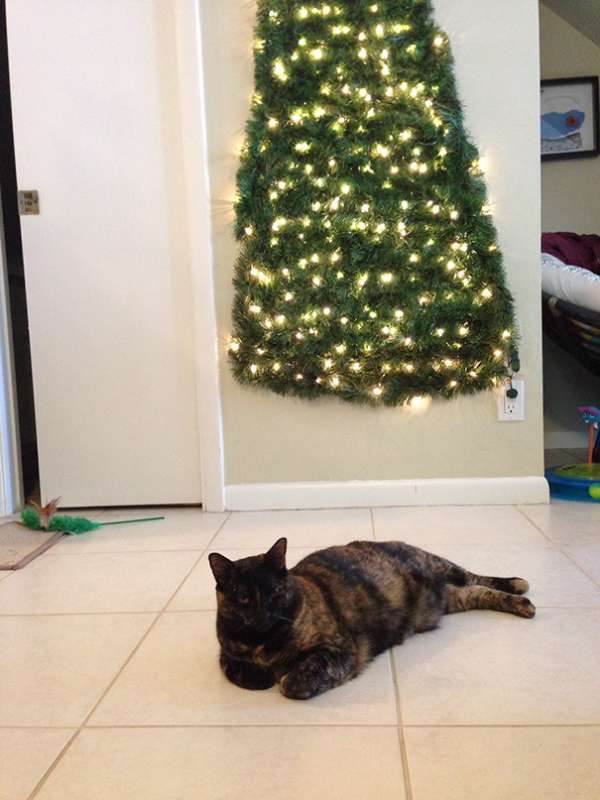 Une manière économique d'avoir un sapin chez soi lorsqu'on a un chat