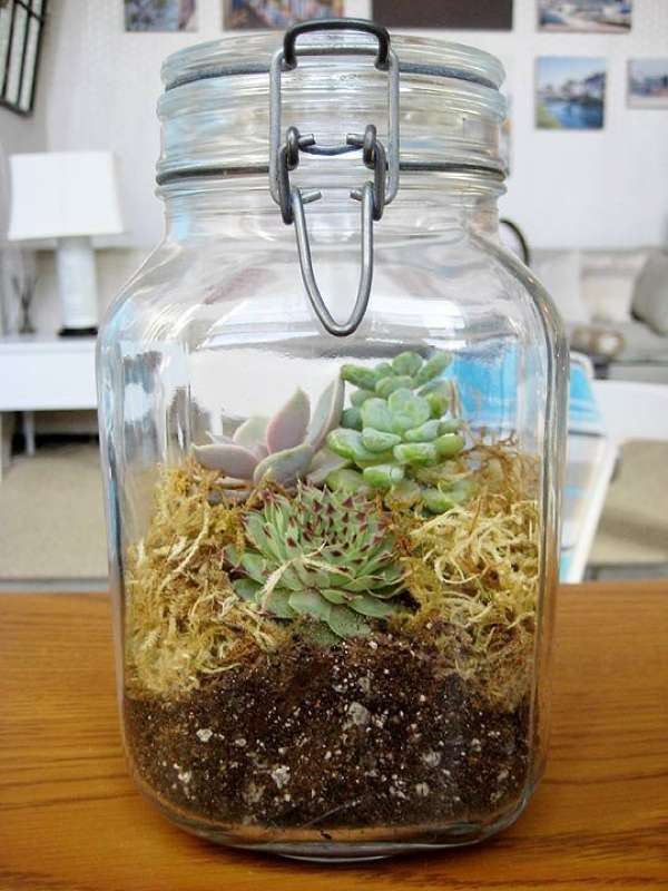 Terrarium