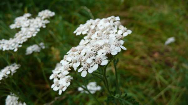 L'achillée millefeuille