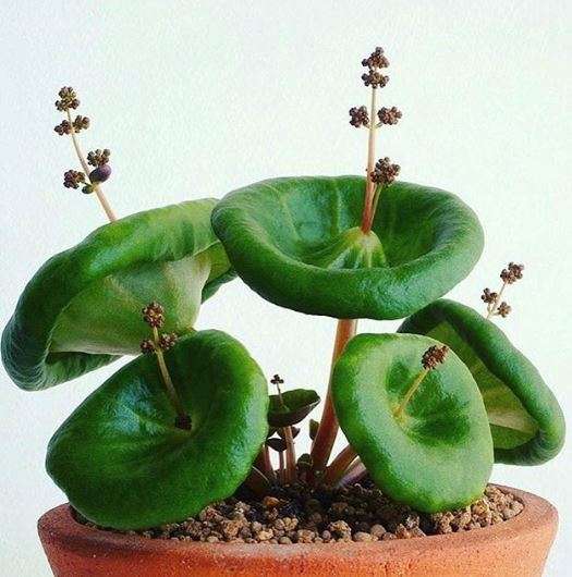 Le Crassula Umbella ou crassula ombelle