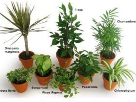 Liste des plantes dépolluantes qui purifient l'air de nos intérieurs