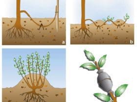 Multiplier les plantes par marcottage