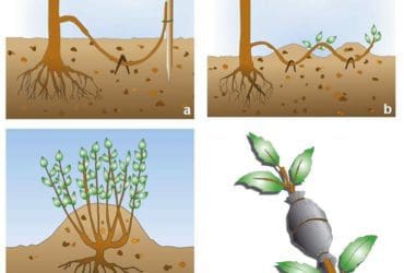 Multiplier les plantes par marcottage