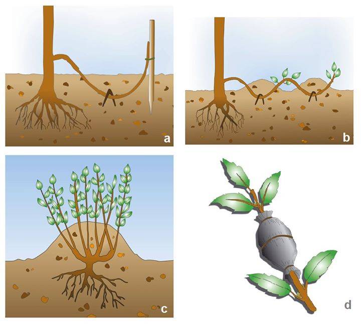 Multiplier les plantes par marcottage