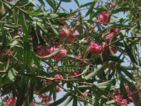 Habitudes écologiques faciles à suivre