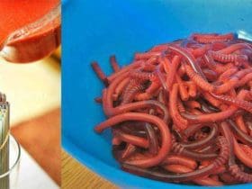 Fabriquer des vers de terre comestibles