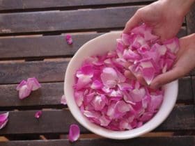Utilisation de l'eau de rose pour la beauté de la peau