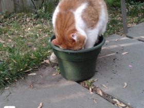 Eviter que le chat gratte la terre autour des fleurs