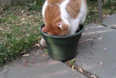 Eviter que le chat gratte la terre autour des fleurs