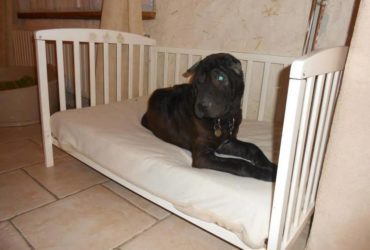 Transformation d'un lit bébé en couchette pour chien