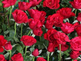 Fertilisant totalement gratuit pour rosier