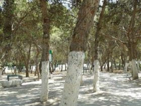 Protection naturelle contre les parasites des arbres fruitiers