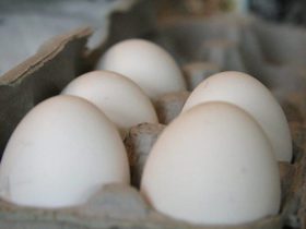 Remplacer les œufs dans les recettes de cuisine