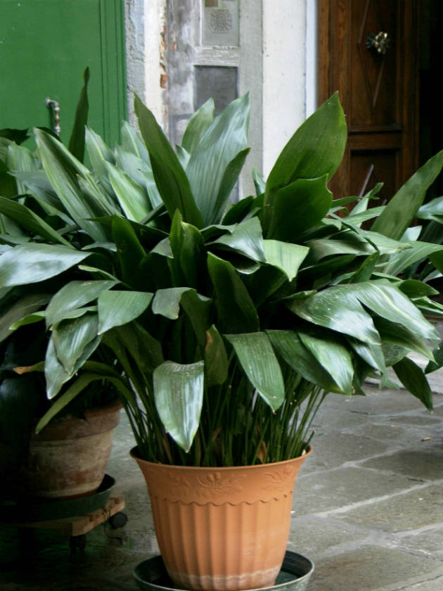 L’aspidistra