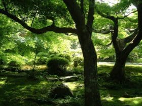 Les plantes qui aiment l'ombre