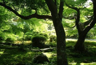 Les plantes qui aiment l'ombre