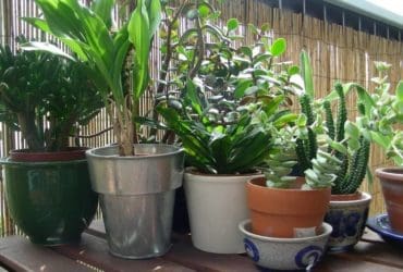 Les plantes d'intérieur qui aiment le soleil