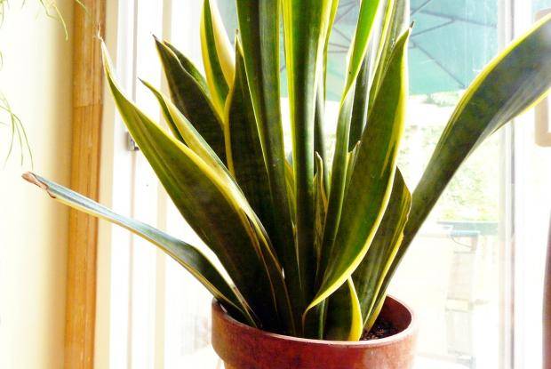 Plantes : Les sansevierias