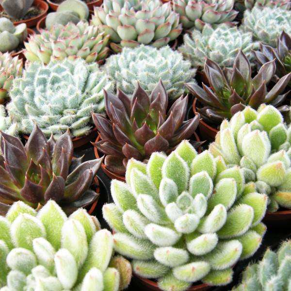 Les plantes succulentes