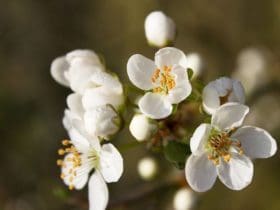 Bienfaits et utilisations de l'eau de fleur d'oranger