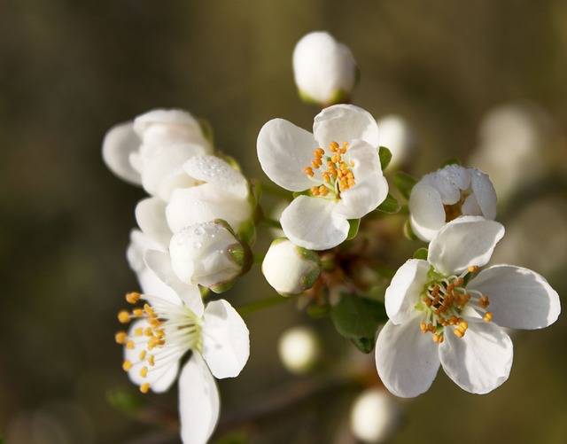 Bienfaits et utilisations de l'eau de fleur d'oranger