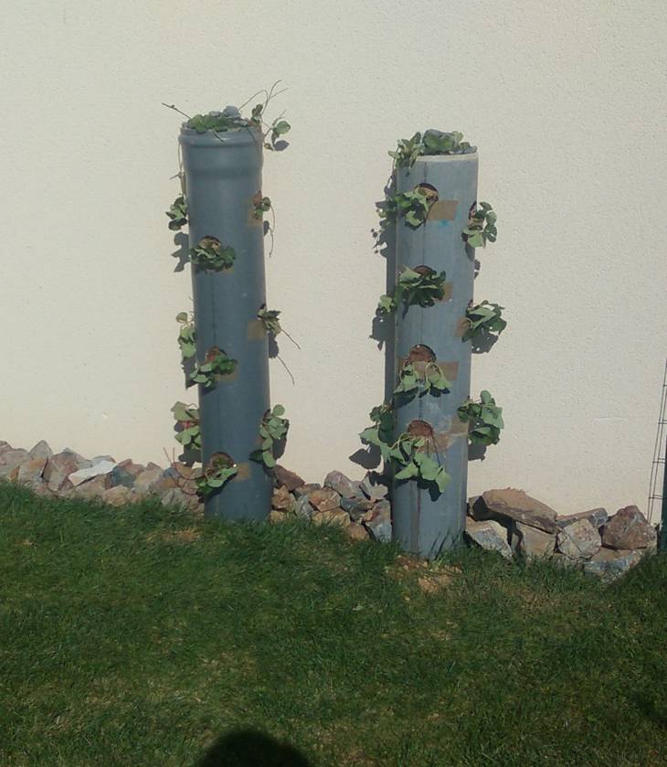 Arbres à fraises