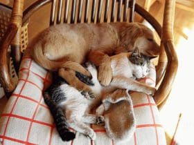 Nettoyer l'urine de votre animal de compagnie