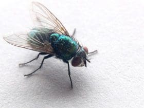 Enlever les excréments de mouche sur un tissu