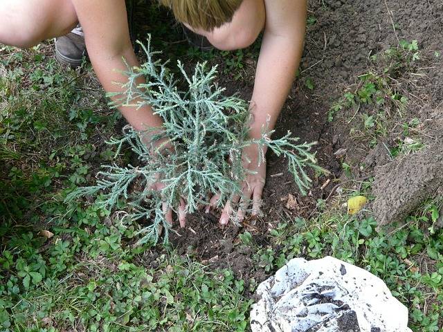 Astuces jardinage