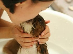 Donner le bain à son chien