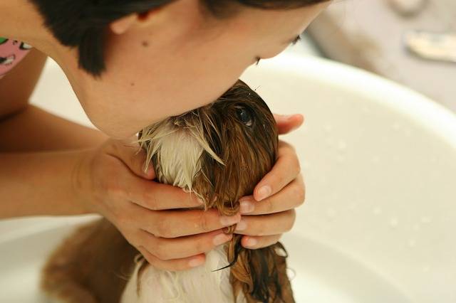 Donner le bain à son chien