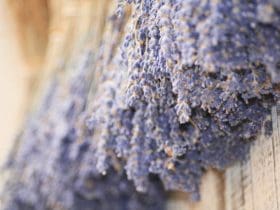 Faire sécher et conserver la lavande