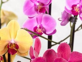 Règles d’or pour prendre soin d'une orchidée