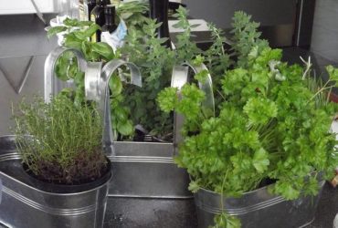 Récolter et sécher les plantes aromatiques