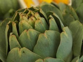 Les bienfaits de l'artichaut