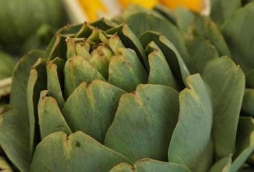 Les bienfaits de l'artichaut