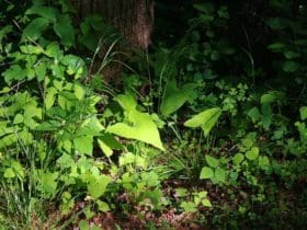 Désherbants naturels