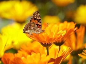Les animaux et insectes utiles dans le jardin
