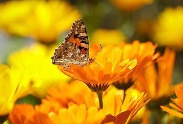 Les animaux et insectes utiles dans le jardin