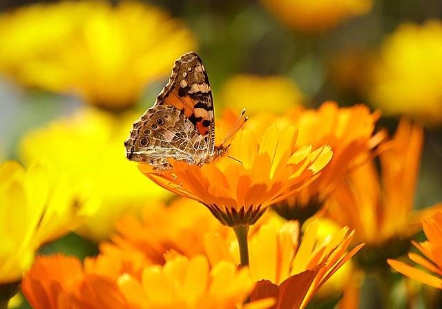 Les animaux et insectes utiles dans le jardin