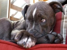 Shampooing sec pour chien