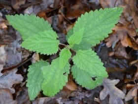 Les différentes utilisations de l’ortie