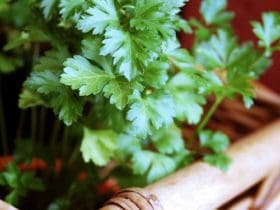 Conseils pour Garder vos Herbes Aromatiques Fraîches Plus Longtemps