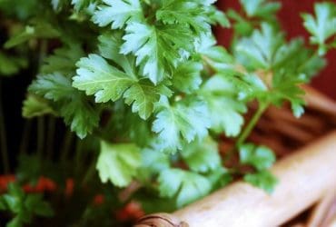 Conseils pour Garder vos Herbes Aromatiques Fraîches Plus Longtemps